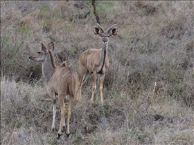 Hluhluwe-Umfolozi Park